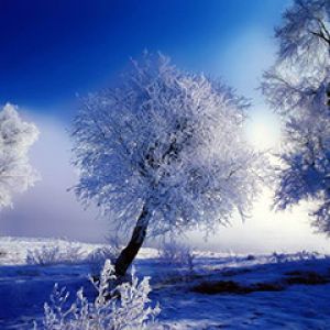 Paysage d'Hiver Givré
