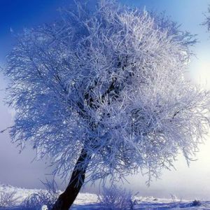 Arbre d'Hiver Givré