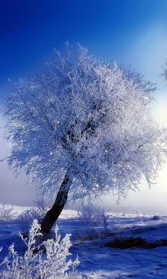 Arbre d'Hiver Givré