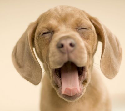 Chiot Mignon en Bâillant