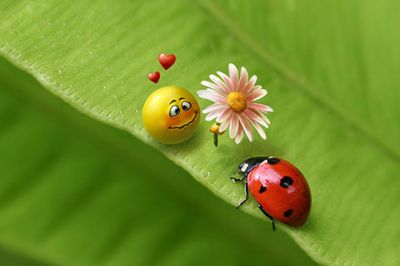 Sourire Mignon et Coccinelle