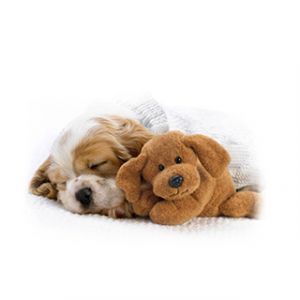 Chiot Mignon avec Jouet en Peluche