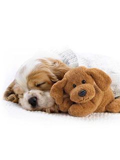 Chiot Mignon avec Jouet