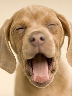 Chiot Mignon en Bâillant