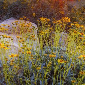 Coucher de Soleil sur Fleurs Sauvages Jaunes