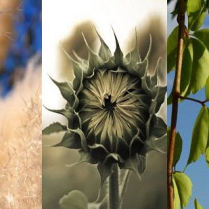 Tournesol et Feuilles Vertes
