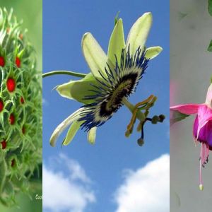 Fleurs et Plantes Colorées