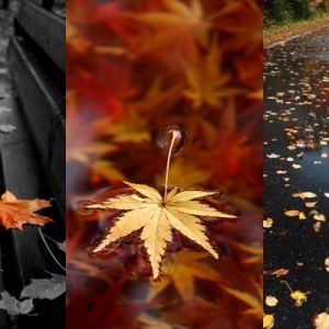 Feuilles d'Automne et Parapluie