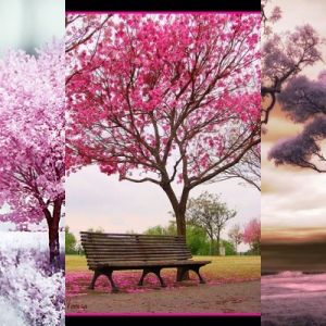 Arbres en Fleurs Roses