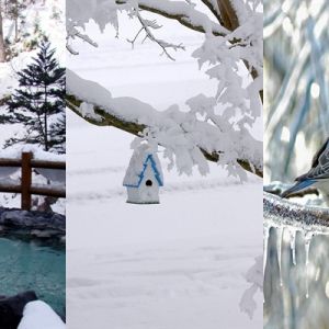 Paysage d'Hiver