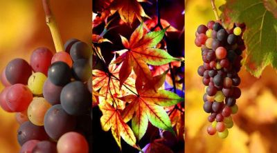 Raisins et Feuilles d'Automne Vibrants