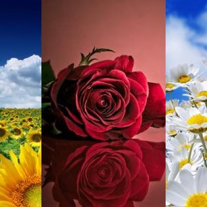 Beaux Paysages Floraux