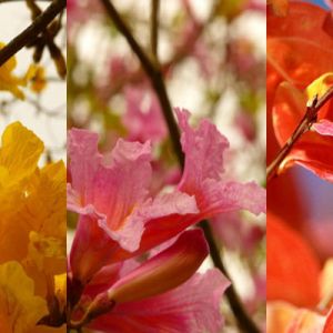 Gros Plans de Fleurs Colorées