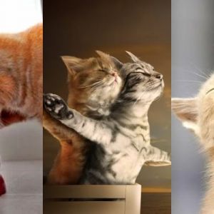 Chats Mignons Jouant Ensemble