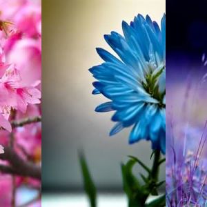 Belle Collection de Fleurs