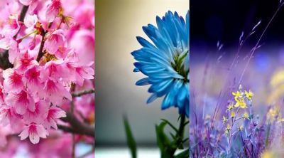 Belle Collection de Fleurs