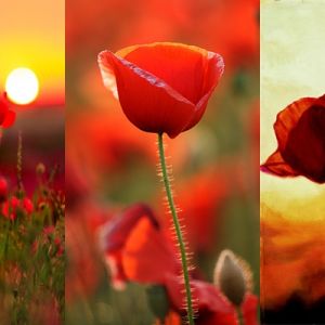 Pavots Vifs au Coucher de Soleil