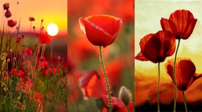 Pavots Vifs au Coucher de Soleil