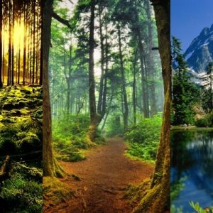 Forêts et Montagnes Étonnantes