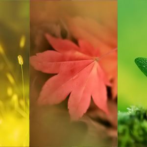 Palette Tranquille de la Nature