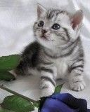 Chaton Mignon avec Rose