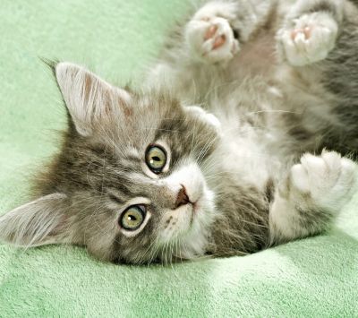 Chaton Mignon se Reposant