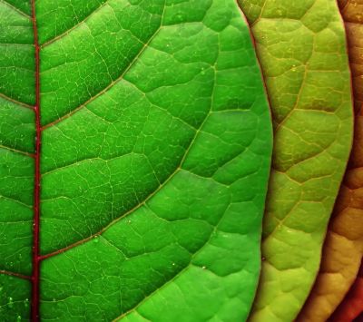 Feuilles Vertes Vibrantes