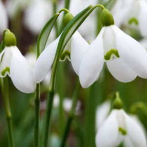 Fleurs de Perce-Neige