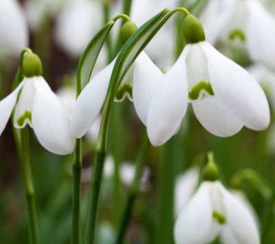 Fleurs de Perce-Neige