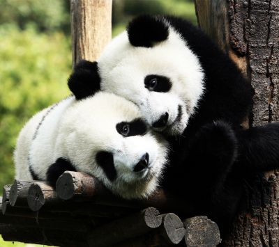 Duo de pandas adorables
