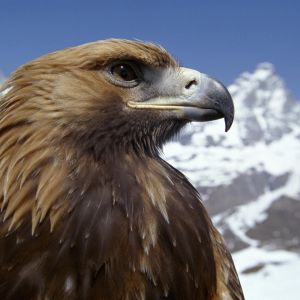 Aigle Royal Majestueux