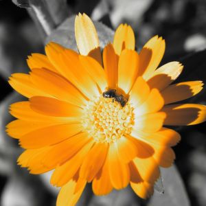 Fleur Orange Vibrante avec Abeille