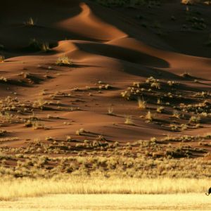 Paysage désertique avec animal