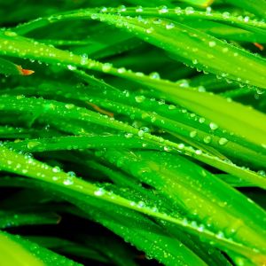Herbe Verte Fraîche avec Rosée