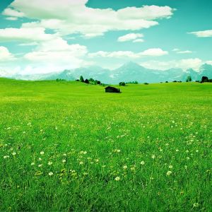 Prairie Verte Éclatante