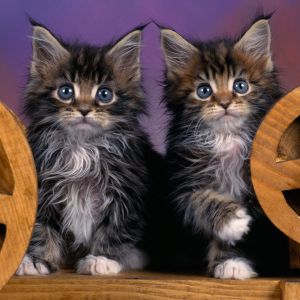 Bébés Maine Coon Adorables