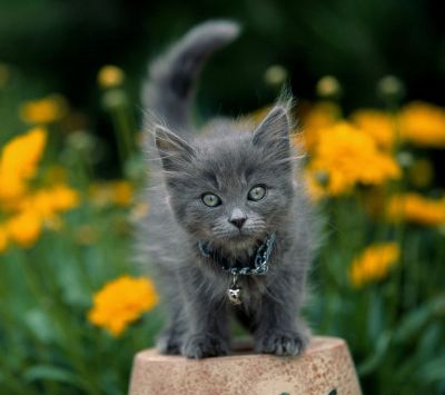 Mignon Chaton Gris dans les Fleurs