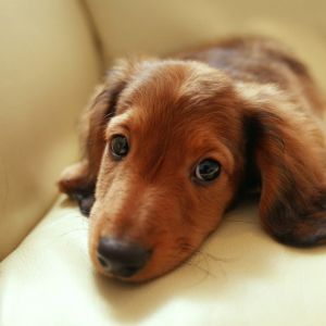 Chiot Mignon se Reposant