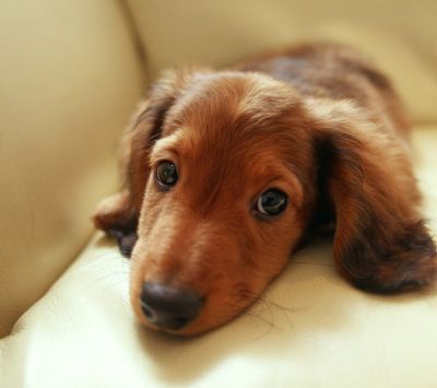 Chiot Mignon se Reposant