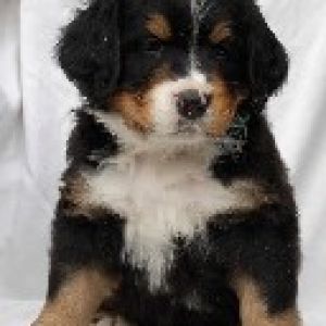 Chiot de chien de montagne bernois