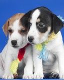 Chiots Mignons avec Écharpes Colorées