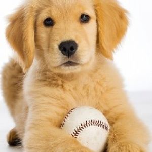 Chiot Golden Retriever Mignon