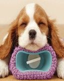 Chiot Endormi Mignon