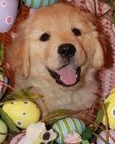 Chiot Golden Retriever Mignon