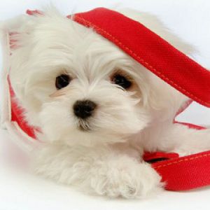 Chiot Mignon avec Laisse Rouge