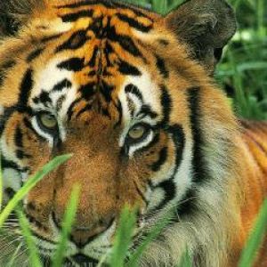 Tigre Majestueux dans l'Herbe