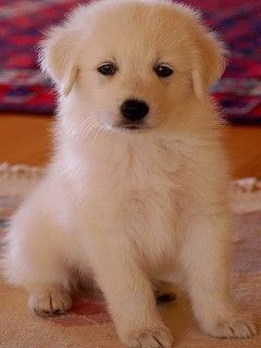 Adorable Chiot Blanc