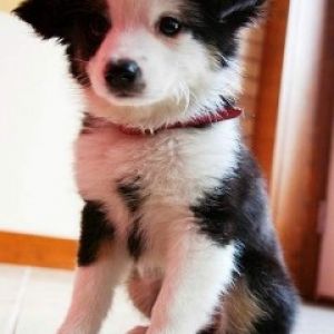 Fond d'Écran de Chiot Adorable