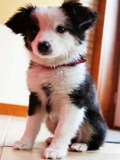 Fond d'Écran de Chiot Adorable
