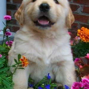 Chiot Golden Retriever Mignon